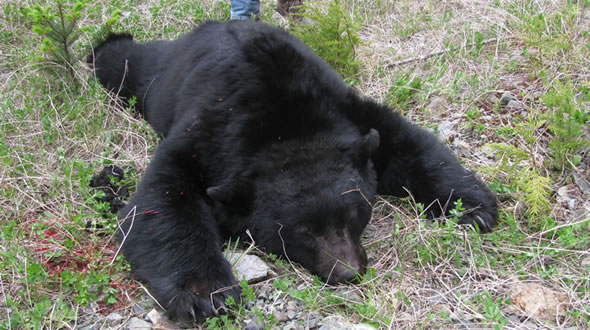 Vancouver Island Spring Black Bear Hunt 2010