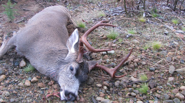 Vancouver Island Blacktail Hunting 2010