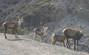 Stone Sheep