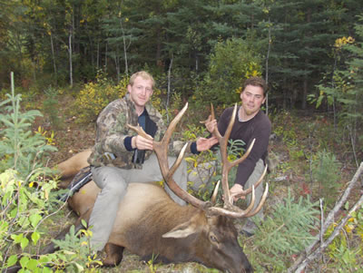 6 Point Bull Elk