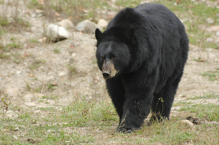 black huge teddy bear