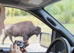 bigbuffalo