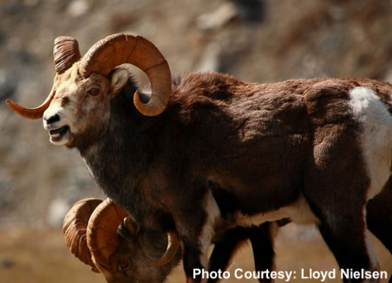 immature-ram-example5