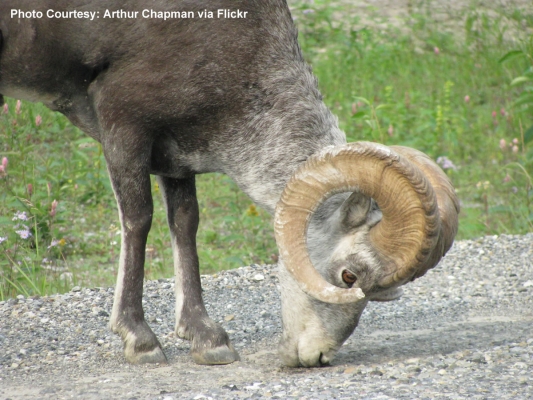 mature-ram-example3