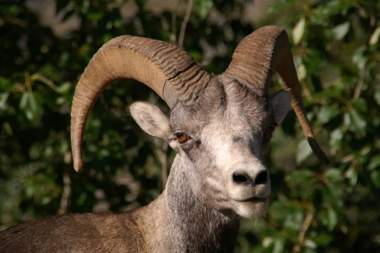 4-5ram