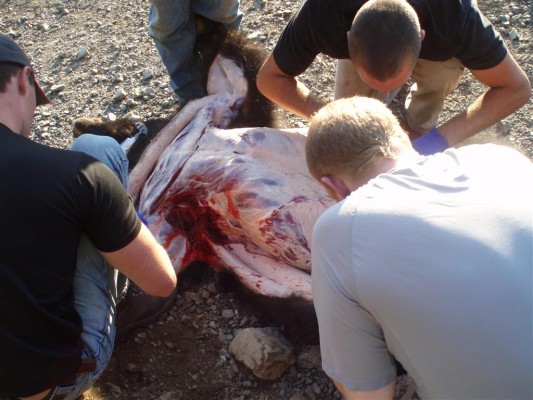 Skinning A Vancouver Island Black Bear