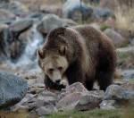 Support The BC Grizzly Bear Hunt