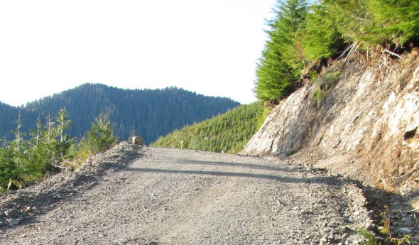 Spring Bear Hunting Vancouver Island