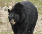 bear2011
