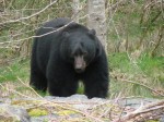 bigbear1