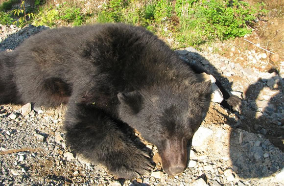 Vancouver Island Black Bear Hunting 2012 