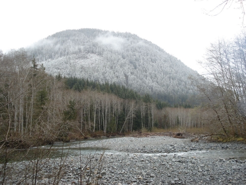 bear-area2
