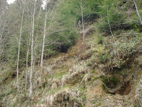 downhill-bear