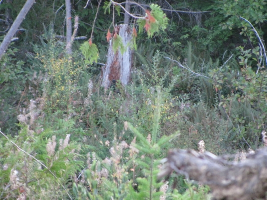 findbuck