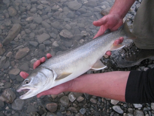 bulltrout