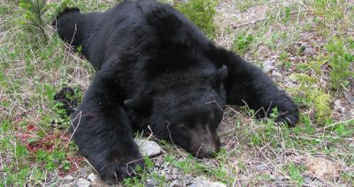 Judging Black Bear Size | Big Bear Or Small Bear? | BC Hunting Blog ...