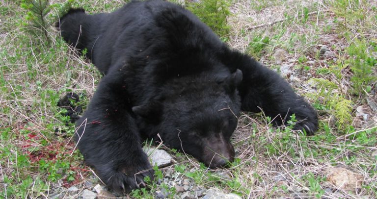 Judging Black Bear Size | Big Bear Or Small Bear? | BC Hunting Blog ...