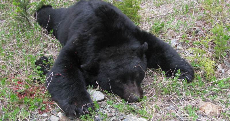 Judging Black Bear Size | Big Bear Or Small Bear? | BC Hunting Blog ...